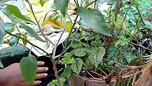 Sexy bhabhi devar ne flating karke pata liya uske baad puri raat kiya sex