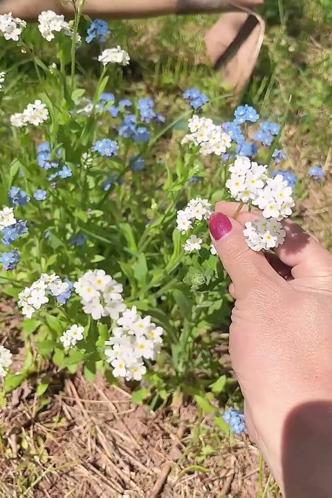 Piss Pussy for Care Flower Tree