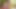 Two Lusty Women Exhibit Their Gigantic Bosoms While Masturbating for Your Pleasure