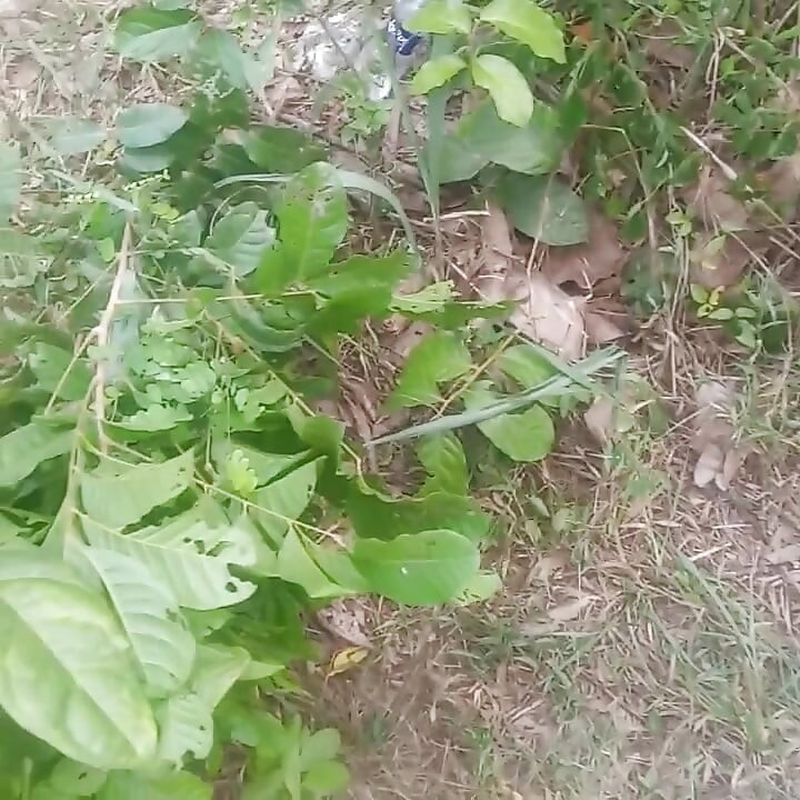 A Bush Hang Out with My Homie