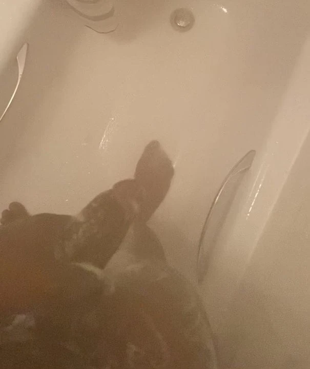 Shower dick