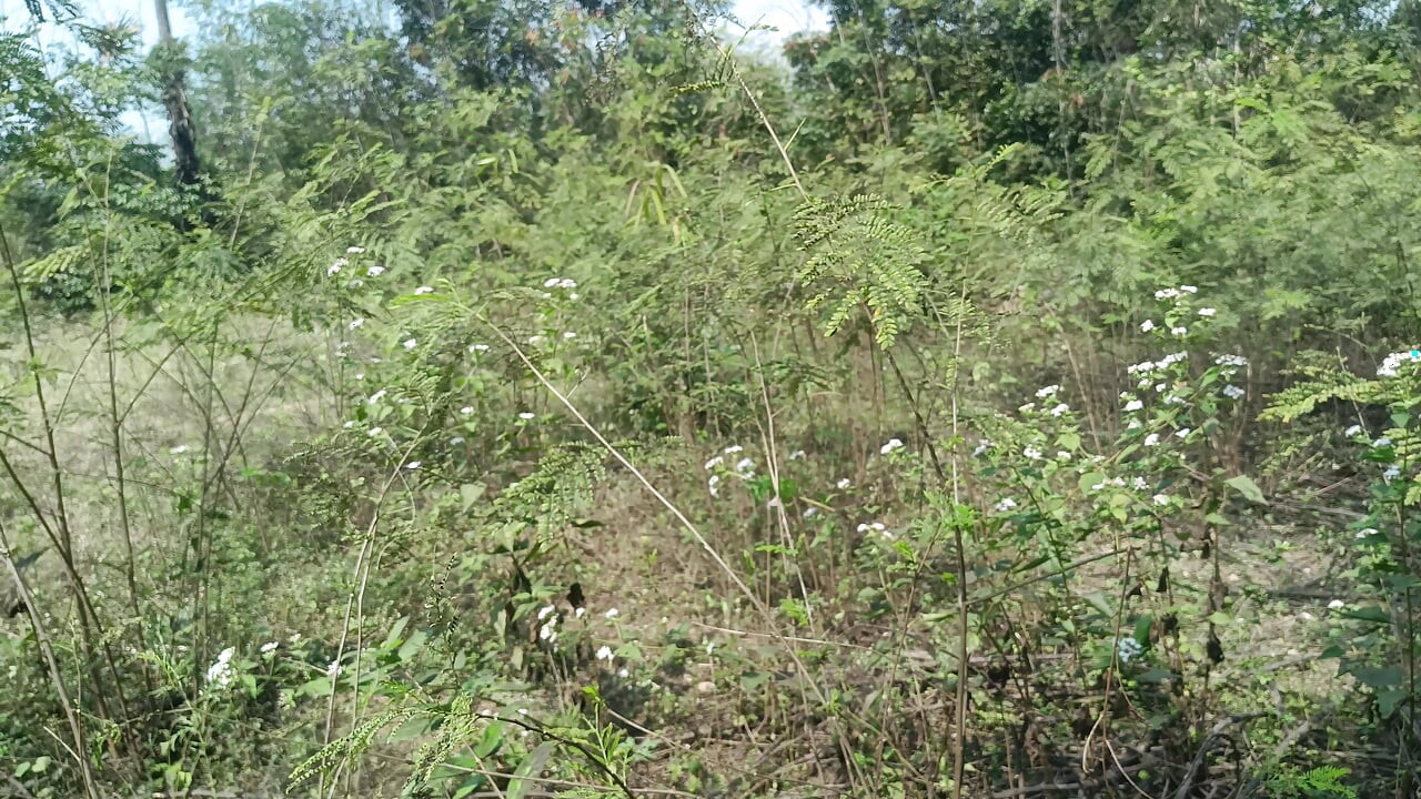 College student outdoor hot romance