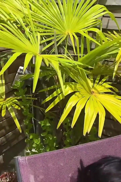 Emilie, สาวสีผมบรูเน็ตเซ็กซี่, ดูดควยและเลียหี