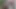 Soft mushroom tipped cock pissing in the woods