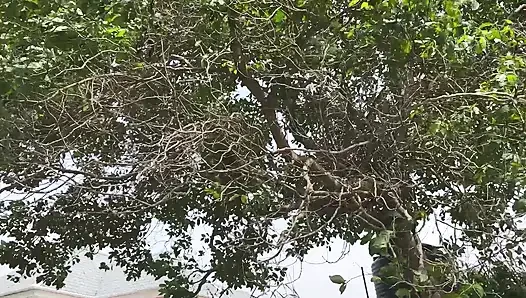 Cowok ini ngentot memek hitamku di semak-semak