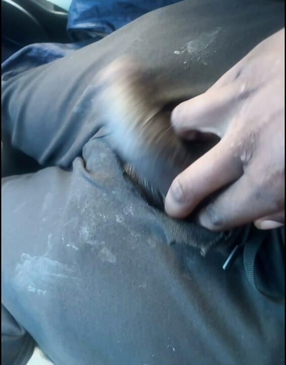 BBC HARD, WANKING, SHOWING OFF, DICK, BBC GAY