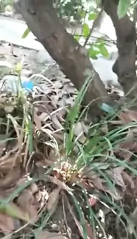 asian grandpa cum