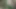Wanking my hard cock outdoors in the Woods