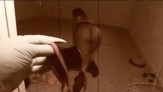 Memek sempit gadis kulit hitam dientot habis-habisan sama kontol raksasa pria kulit hitam