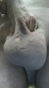 Pregled videozapisa