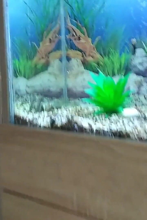 Stepdaddy's Stepson Masturbates His Big Fat Cock in Front of His Precious Aquarium!