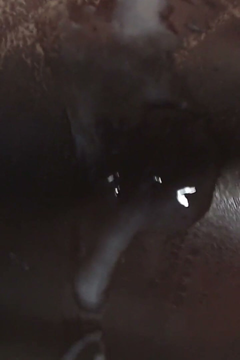Thick Erection and Long Ropes of Hot Cum