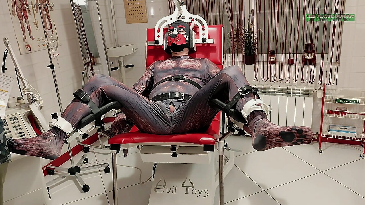 Playing Puppies the First Examination