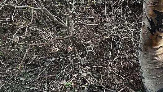 Pup Girl Gets Walked Outdoors, Sucks Cock