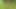 Junge Maedels verstecken sich im hohen Mais um zu spielen