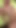 Thrilling moment from "Sweet blonde Pigtails Girl Casey Cumz get her first BBC Monster Cock at Interracial Casting Fuck"