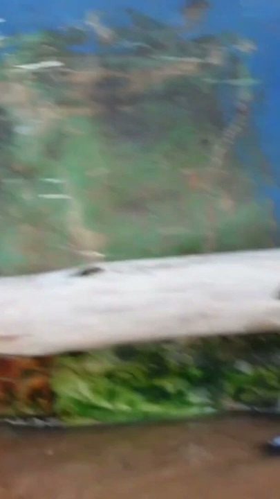 I TOOK MY BABES TO TWO GUYS TO FUCK THEIR TIGHT PUSSIES ON A RIDE IN RIO | Clip 1