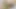 Sıska Hintli travesti salatalık ile anal sikişiyor