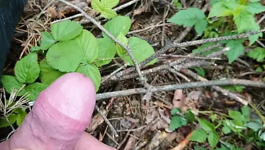 Im wald