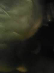 Wify