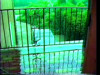 Pratinjau video