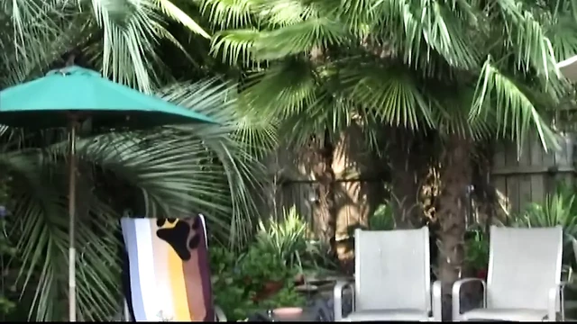 Gay Porn ( New Venyveras )