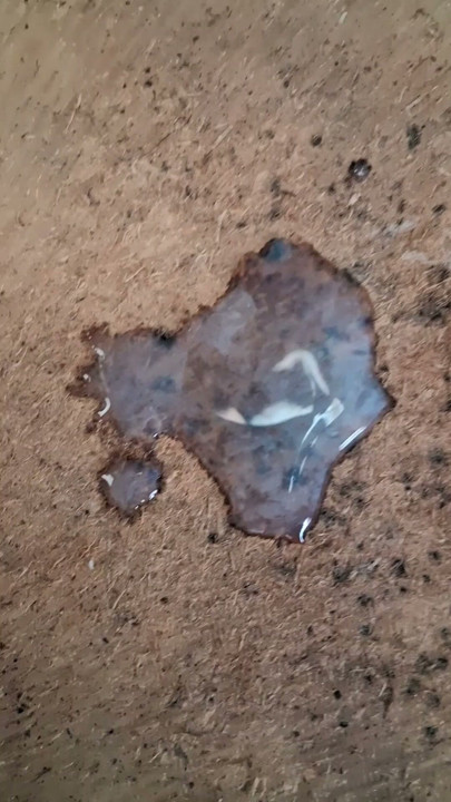 Cumshot without masturbation