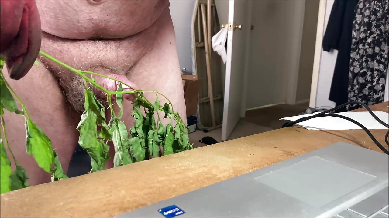Stinging Nettles CBT