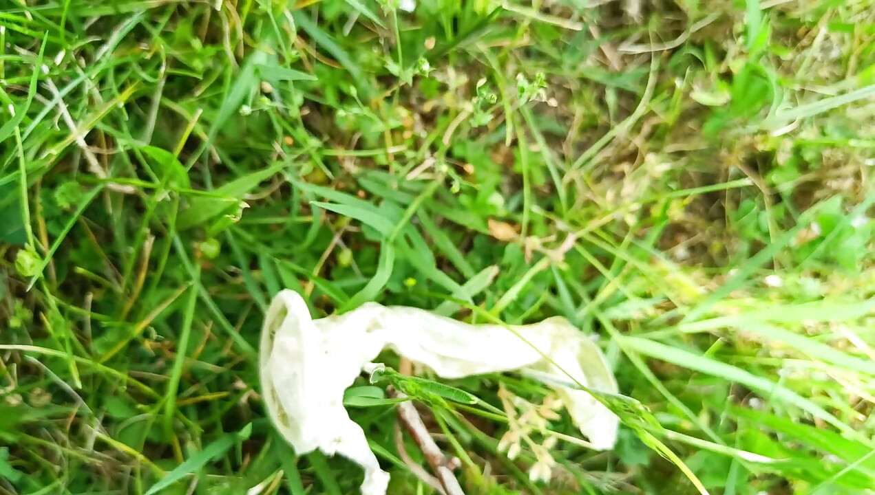 Used Condom
