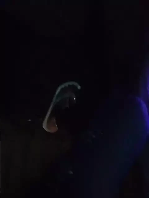 Lábak