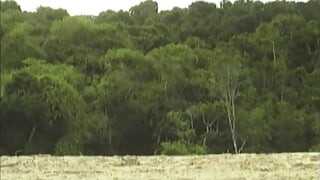 Jungle Anal Stretch - Mature Studs Pounding Deep