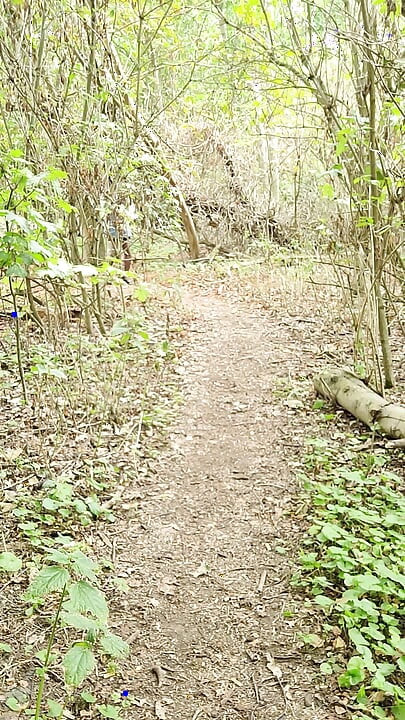 Un corto paseo por el bosque y una tira de parte