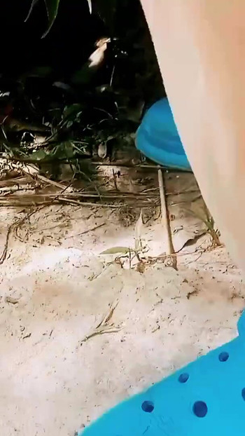 Detik tidak dapat dilupakan dari "Slaying in the Bush"