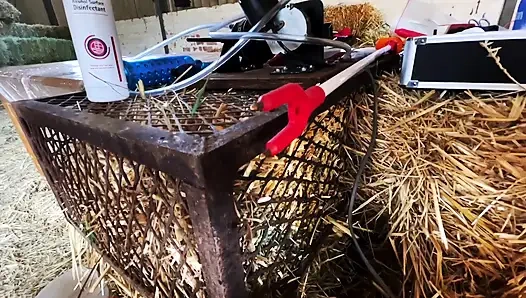 Domina herrin april - nur medizinische experimente aus der melk scheune