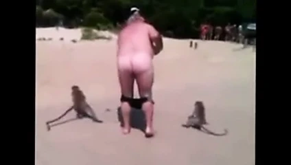 macacos abaixando a cueca do coroa
