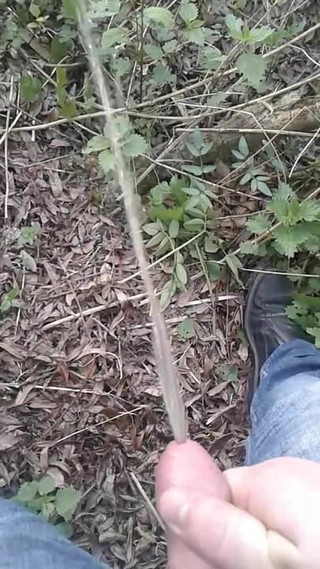 Pissen Im Wald