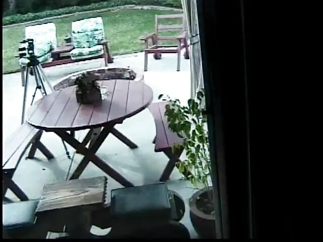 若い売春婦はバイブレーターでお互いの猫をファック
