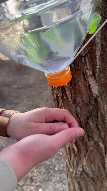 Survival lifehack bushcraft ✅ survival  camping lifehacks outdoors forest bushcraft shorts