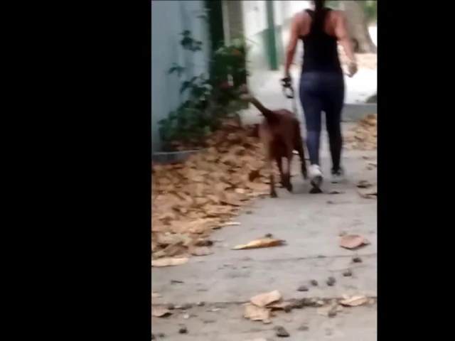 A gata e o cachorro