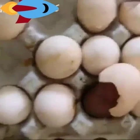 eggs