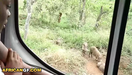 Horny Ebony Girlfriend Deep Throats Big White Cock On a Safari Trip