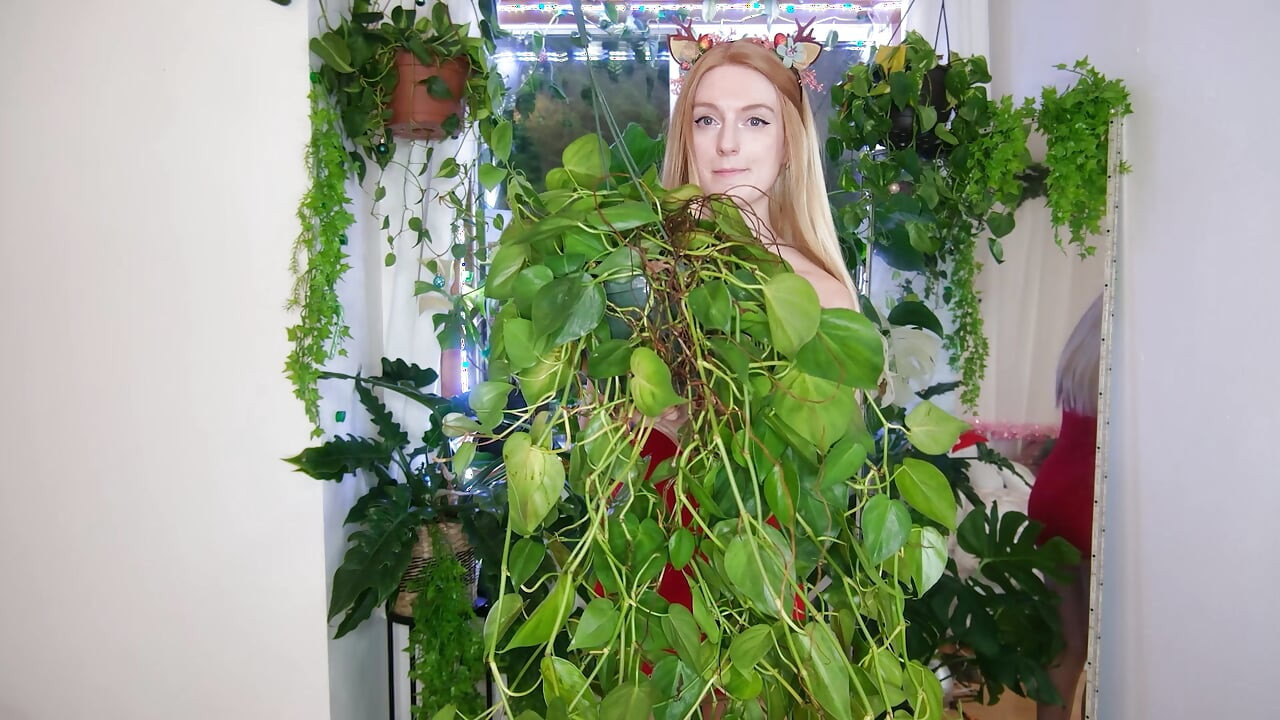 クリスマスに手に入れた植物たち