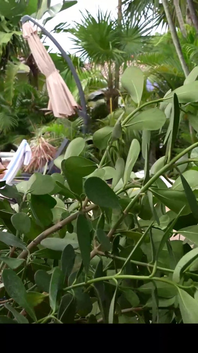 MyPervyFamily - Stepdad Caught Masturbating to Hot Teen! - Lola Valentine | Clip 1