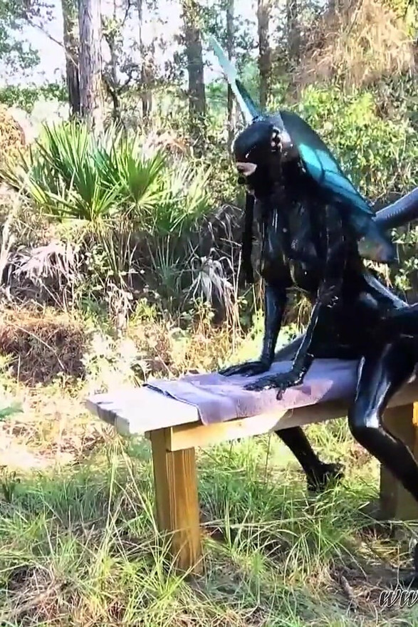 Fucked Gothic Fairy on the Forest