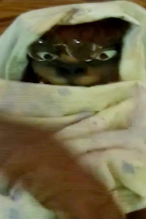 BBC jebe transicu s velikim sisama u usku guzicu tijekom međurasnog seksa