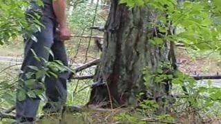 Trek langs de drukke weg en schiet een boom omhoog