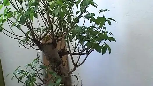 Morgane играет с дилдо в ее доме