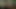 Büyük siyah horoz için Alman beyaz genç