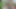 Schöne brünette nymphomanin liebt es, diesen schwanz zu essen - porno auf spanisch