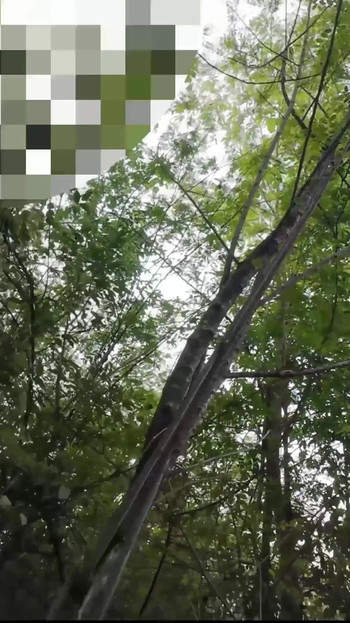 Must-see moment from "Thai student gets in the middle of the jungle of Thai outdoor sounds"